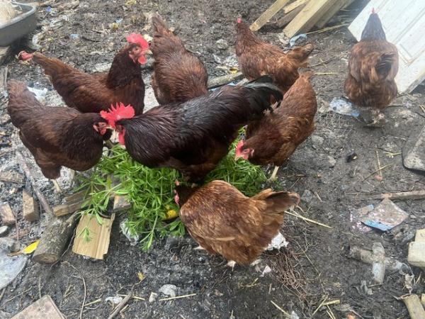 Image 1 of 4 Rhode Island Red hen for sale can sell cockerel too