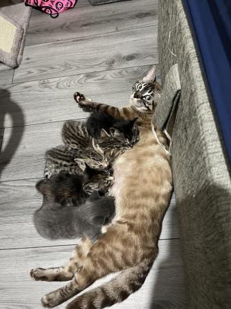 Image 4 of 5 Beautiful Kittens! Bengal mixed