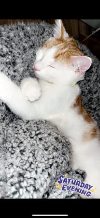 Image 4 of Beautiful Domestic/Siamese Kitten with belongings