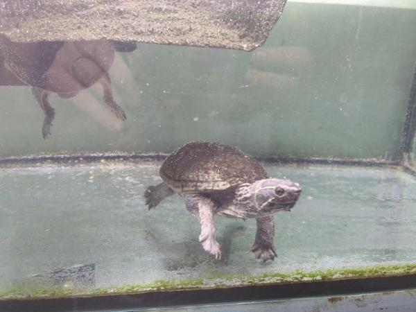 Image 3 of Musk turtles with tank and filter