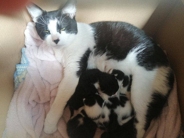 Preview of the first image of (2 LEFT!) 5 beautiful black and white kittens.