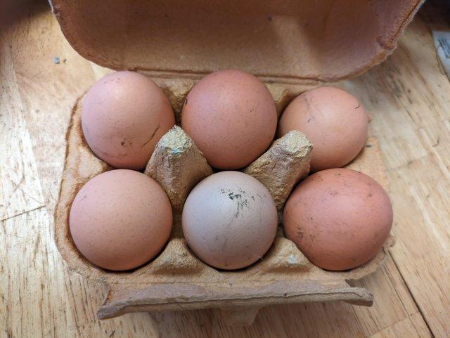 Preview of the first image of Mixed breed hatching eggs.