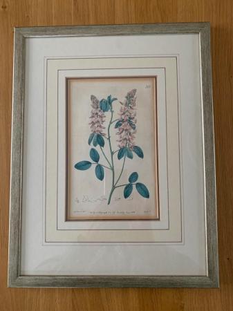 Image 3 of Five antique botanical book illustrations