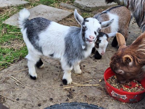 Image 3 of Pygmy Goat nannies and kids for sale