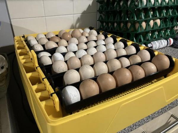 Image 3 of Rare breed Derbyshire Redcap bantam fertile eggs