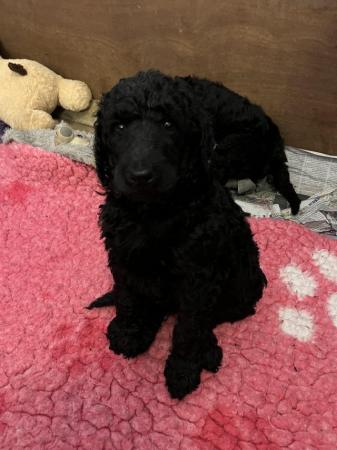 Image 13 of gorgeous show quality standard poodle puppies