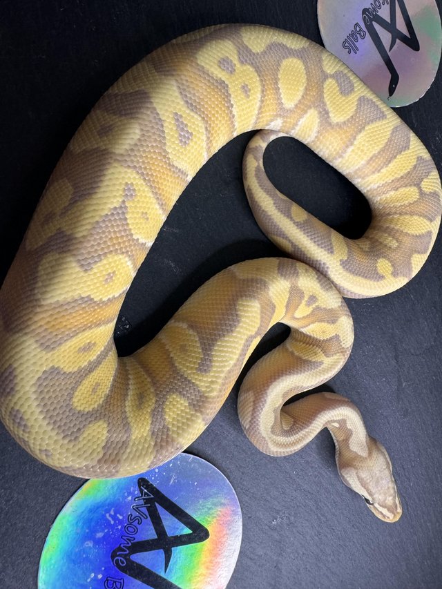 Preview of the first image of 1.0 Banana Pastave pos bladeHet Clown royal/ball python baby.