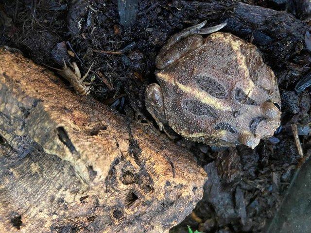 Preview of the first image of Argentinian Horned Frogs at Birmingham Reptiles.