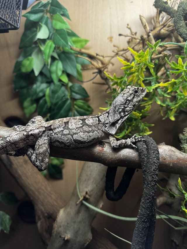 Preview of the first image of 6 month old Frilled Dragon for sale (CAPTIVE BRED).