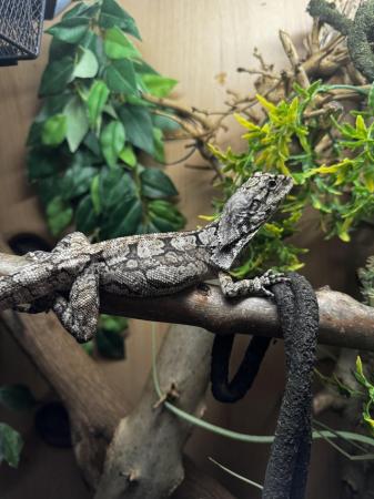 Image 1 of 6 month old Frilled Dragon for sale (CAPTIVE BRED)
