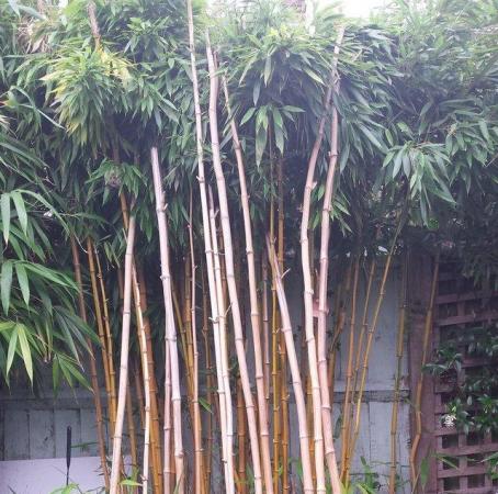 Image 3 of BAMBOO CANES, Home Produced London Grown
