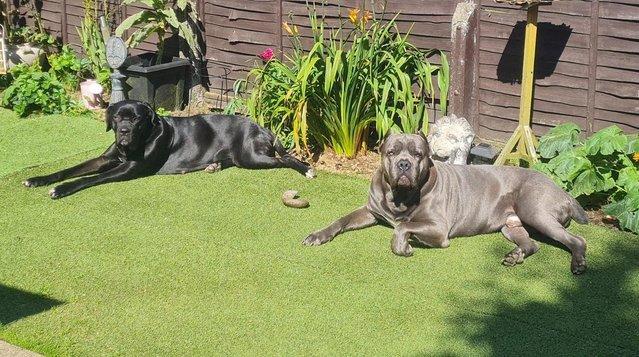 Image 5 of Cane Corso Puppies for sale/ Champion BloodLine