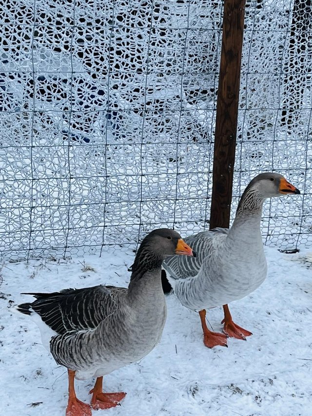 Preview of the first image of Pure, Rare Breed Steinbacher Geese.