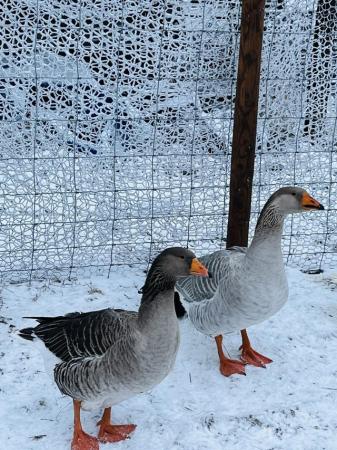 Image 1 of Pure, Rare Breed Steinbacher Geese