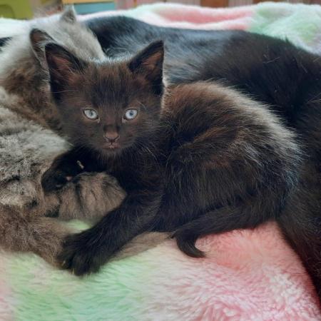 Image 3 of 2 x Black Kittens - Very friendly and loving