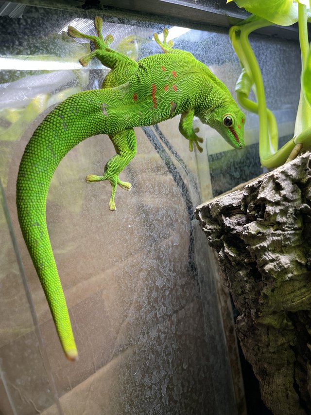 Preview of the first image of Giant day gecko(Phelsuma Grandis)for sale.