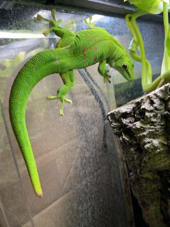 Image 1 of Giant day gecko(Phelsuma Grandis)for sale
