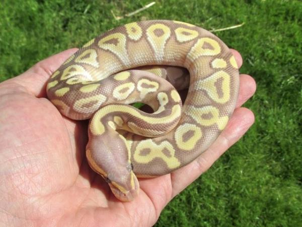 Image 2 of Sweet Banana Mojave ball python.