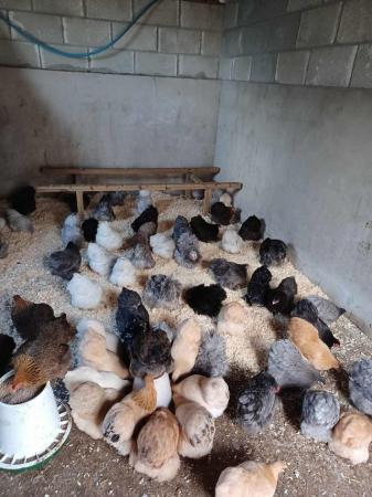 Image 3 of Point of Lay Pekins Pullets Various Colours !