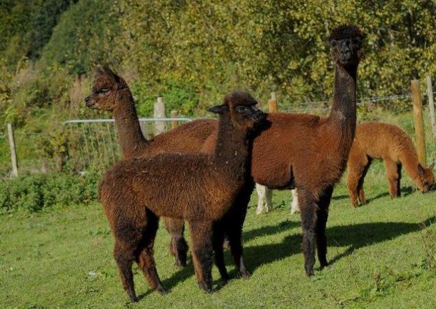 Image 3 of Trio of female alpacas, two mated for 2024