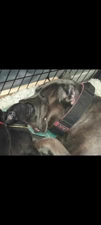 Image 7 of Stunning Cane Corso Puppies for sale