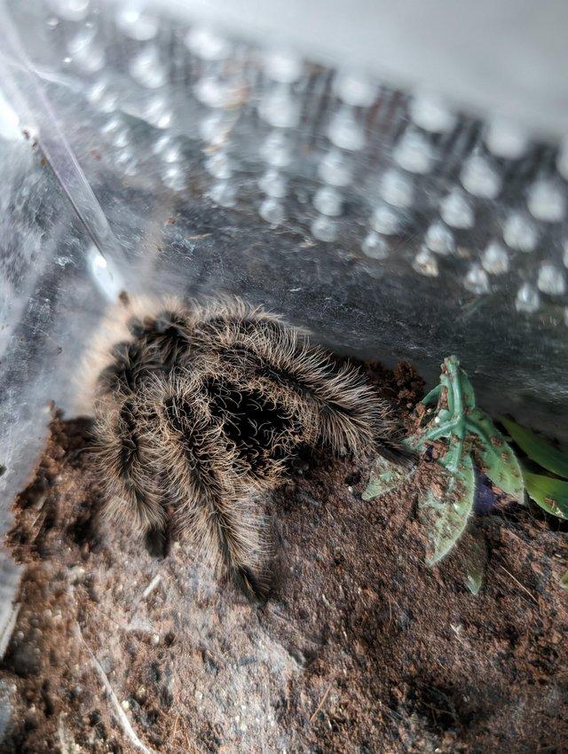Preview of the first image of Tarantula for sale - female Curly hair.
