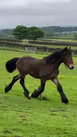 Image 2 of Friesian x gelding 14 months old to make at least 15.2 hh
