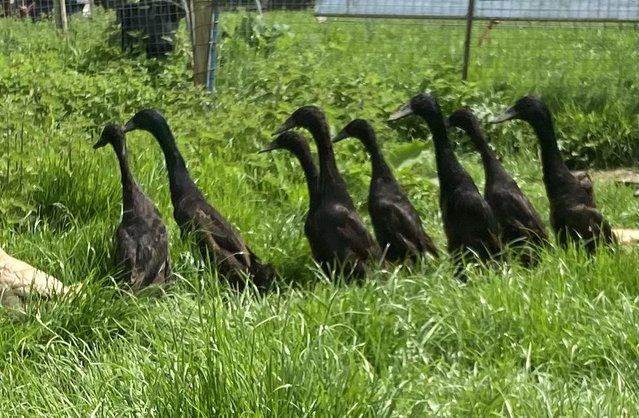 Preview of the first image of Black Indian Runner Ducks.