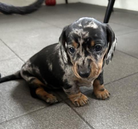Image 9 of Stunning mini dacschund pups