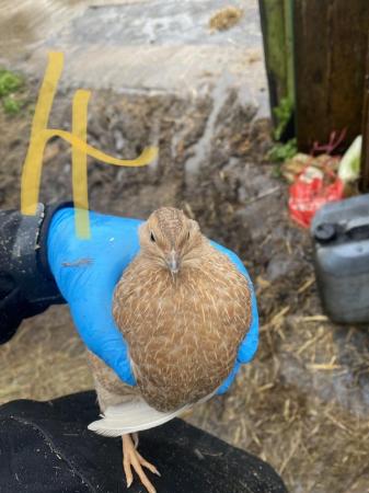 Image 1 of 3 male quail looking for their forever homes