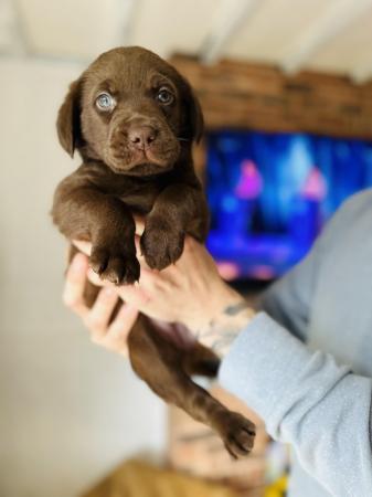 Image 4 of £750 Chocolate Labradors