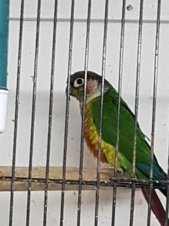 Image 2 of Breeding pairs of normal and pineapple conures