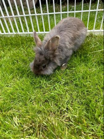 Image 4 of Pretty friendly Lionhead rabbit looking for 5* home.