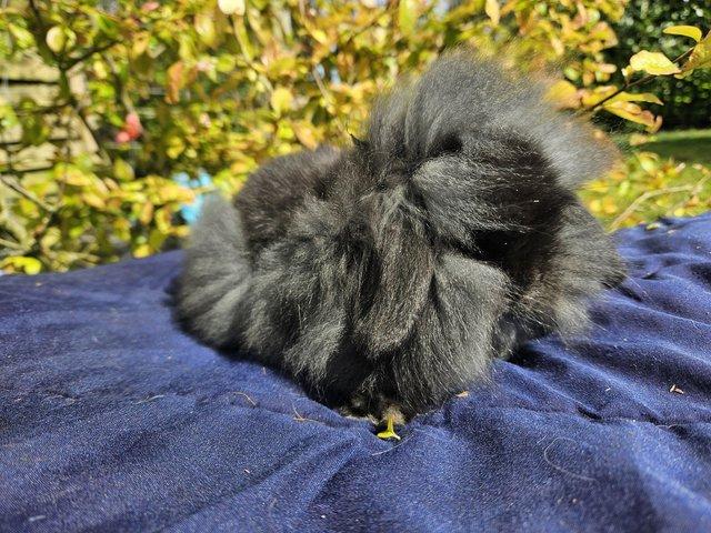 Preview of the first image of Beautiful mini lion lop boy looking for a new home.