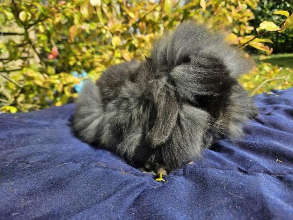 Image 1 of Beautiful mini lion lop boy looking for a new home