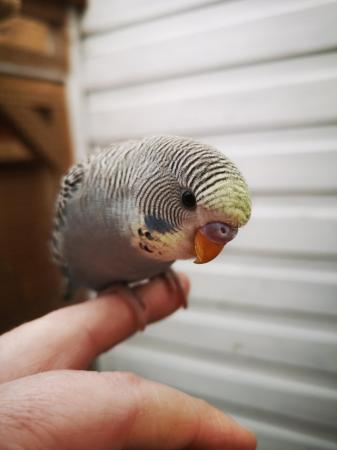 Image 25 of Baby hand tamed budgies for sale
