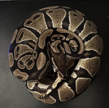 Image 2 of Available Royal/Ball Pythons