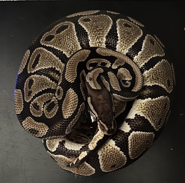 Preview of the first image of Available Royal/Ball Pythons.