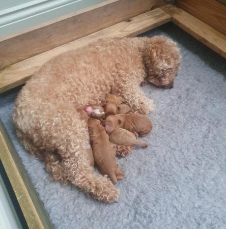 Image 3 of F1BB Cavapoo pups Red Apricot ready this weekend