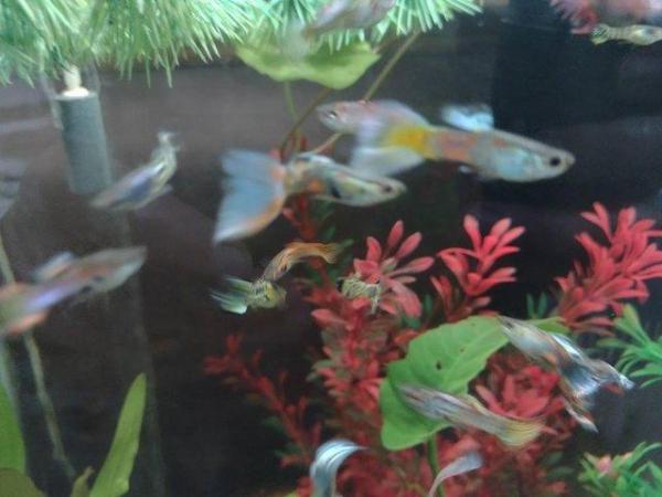 Image 2 of Male Guppies various colours 10 fish for £5
