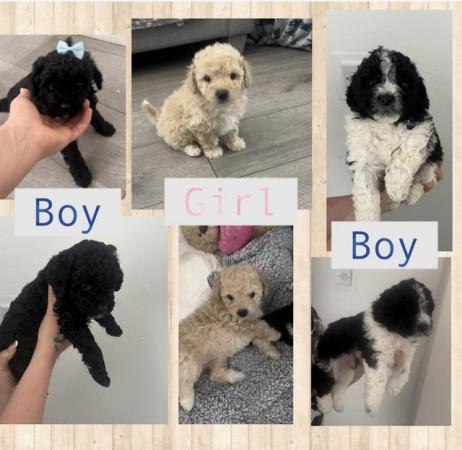 Image 2 of Poochon puppies looking for their forever home