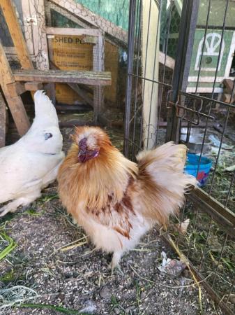 Image 4 of 1 year old silkie rooster