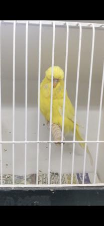 Image 7 of Adult male exhibition budgies for sale