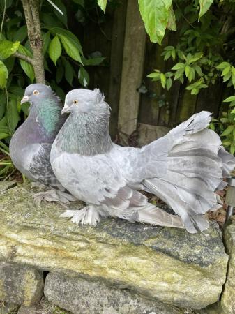 Image 1 of Indian fantail pigeons,,,,,,,,,,,