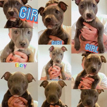 Image 5 of Kc registered Blue Staffordshire bull Terriers