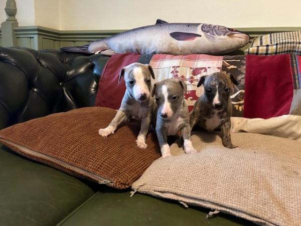 Image 5 of Fabulous Whippet Puppies ready soon ... 2 left !