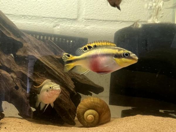 Image 10 of Various tropical fish for sale
