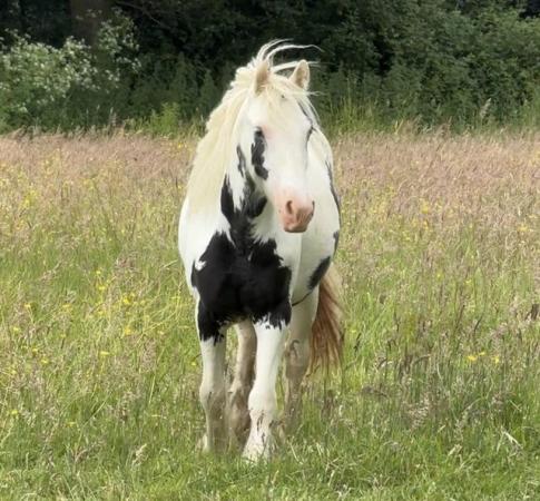 Image 2 of Stunning Piebald Yearling Filly