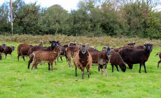 Image 3 of Soay Ewes, lambs and Rams