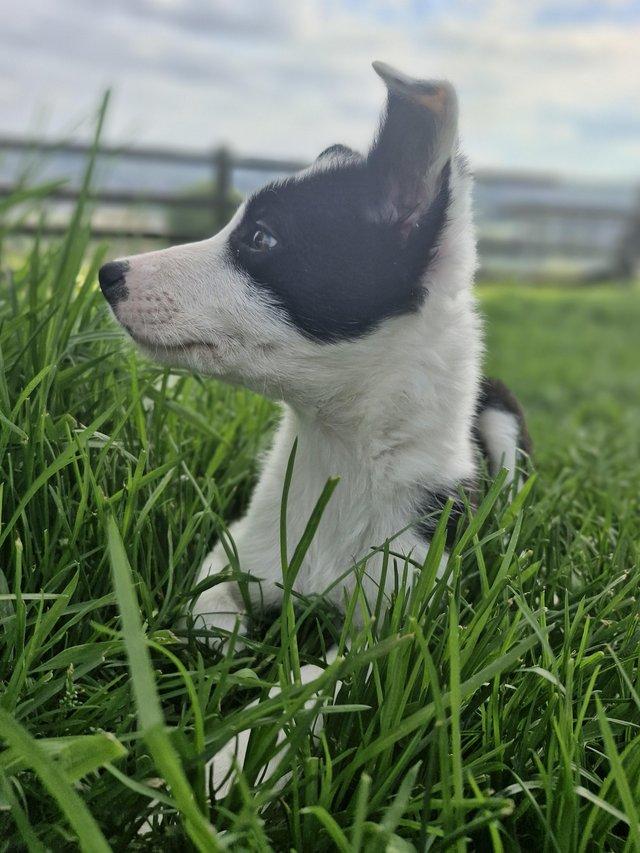 Preview of the first image of REDUCED READY NOW Beautifully bred collies.